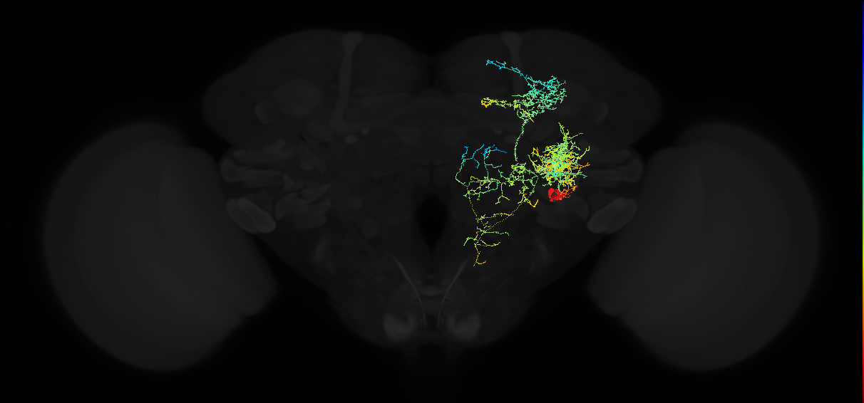 adult posterior ventrolateral protocerebrum neuron 114