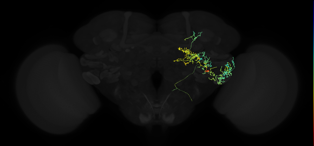 adult posterior ventrolateral protocerebrum neuron 115