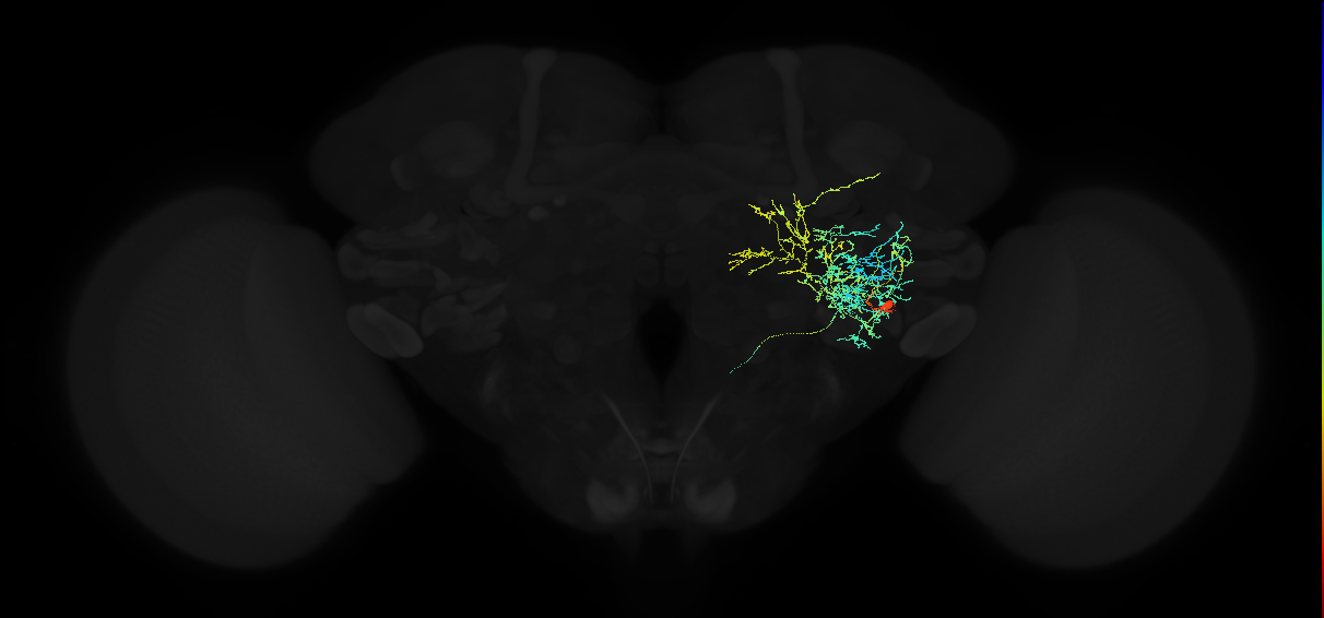 adult posterior ventrolateral protocerebrum neuron 116
