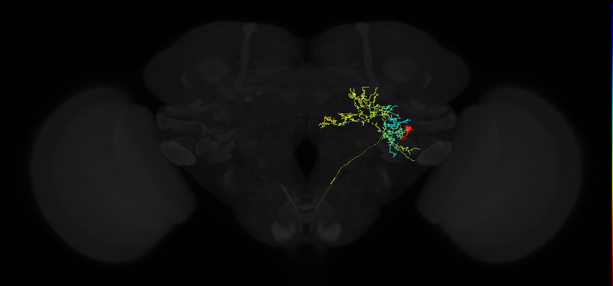 adult posterior ventrolateral protocerebrum neuron 117