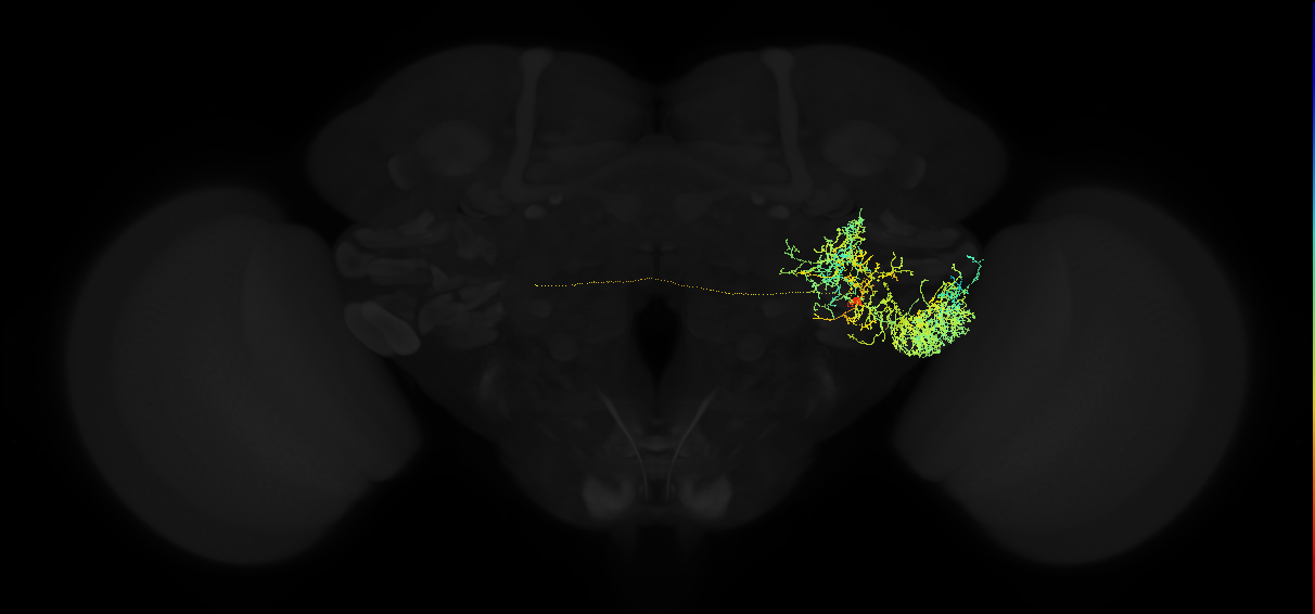 adult posterior ventrolateral protocerebrum neuron 120