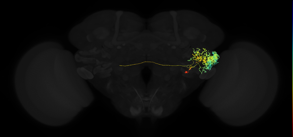 adult posterior ventrolateral protocerebrum neuron 121