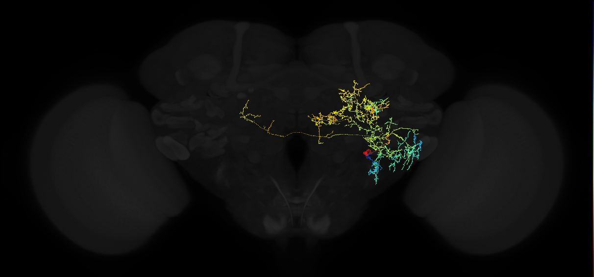 adult posterior ventrolateral protocerebrum neuron 122