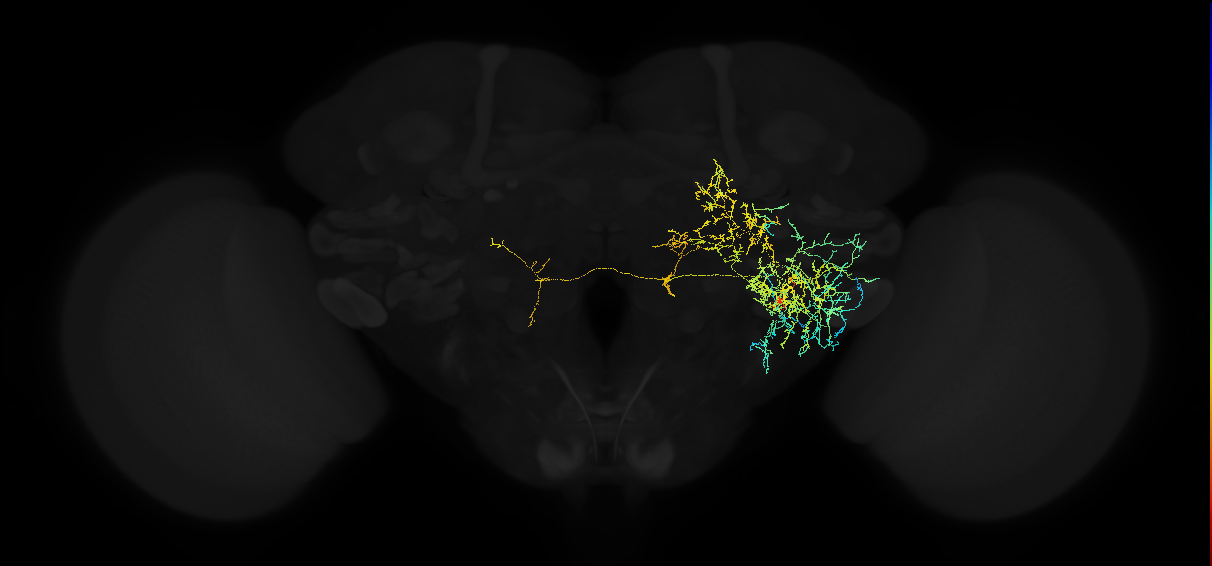 adult posterior ventrolateral protocerebrum neuron 122