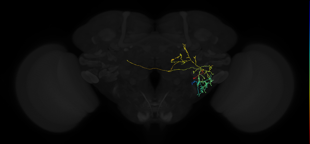 adult posterior ventrolateral protocerebrum neuron 123