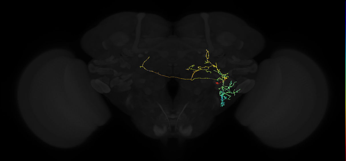 adult posterior ventrolateral protocerebrum neuron 123