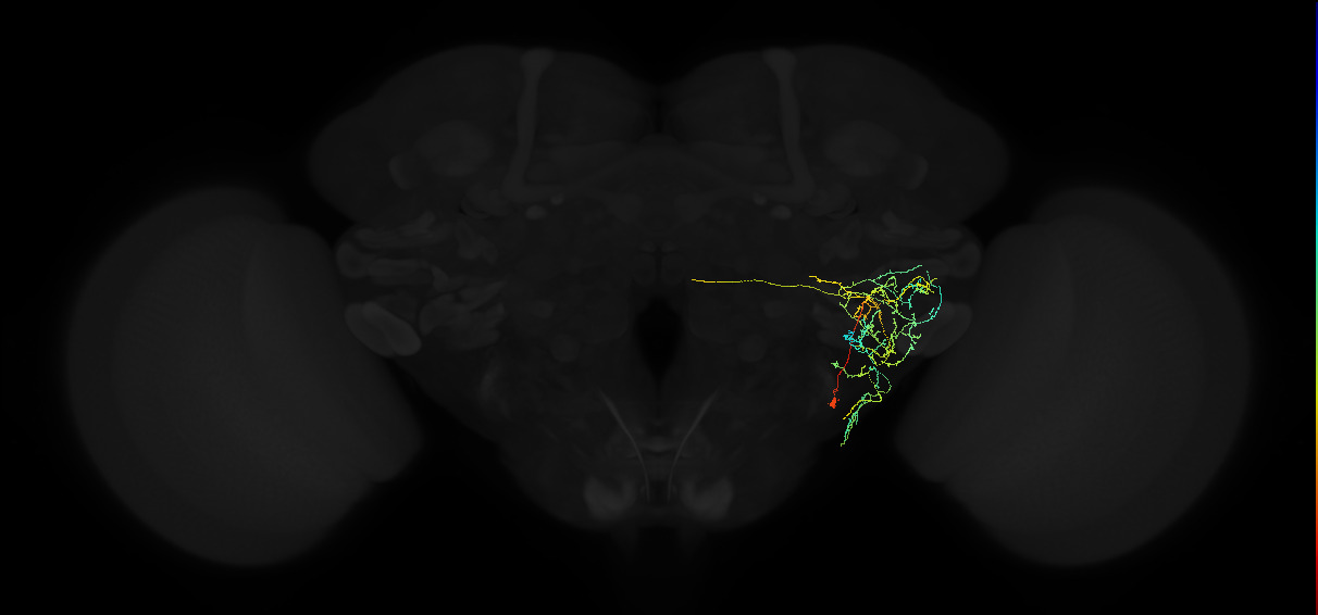 adult posterior ventrolateral protocerebrum neuron 125