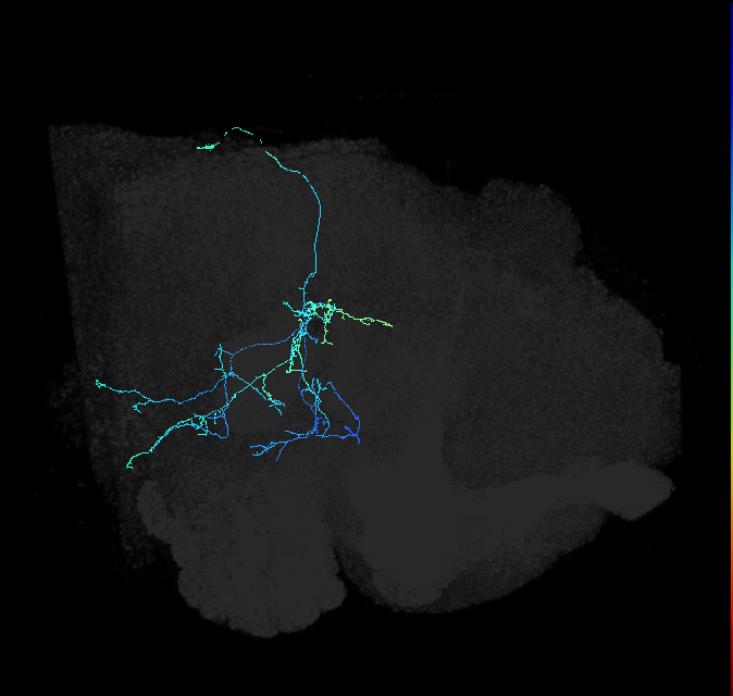 adult posterior ventrolateral protocerebrum neuron 126