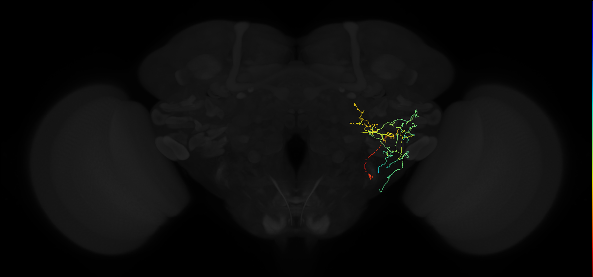 adult posterior ventrolateral protocerebrum neuron 126