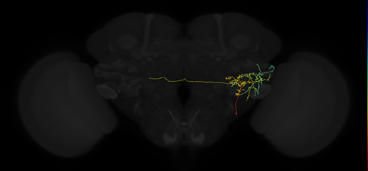 adult posterior ventrolateral protocerebrum neuron 127