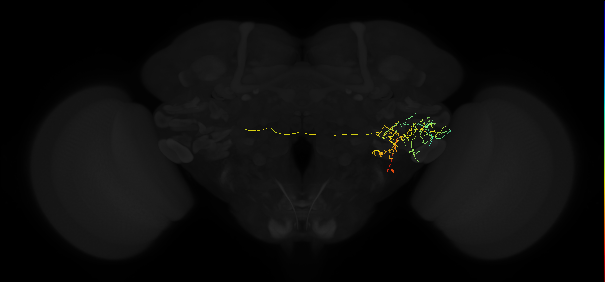 adult posterior ventrolateral protocerebrum neuron 127