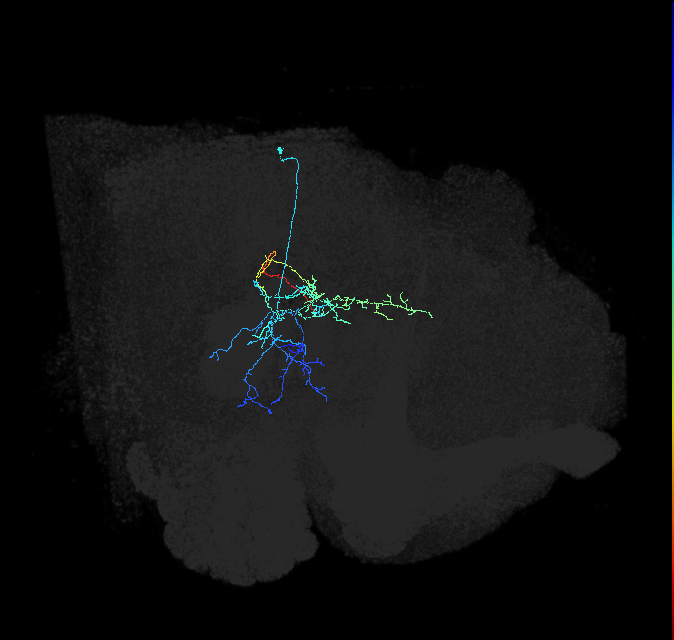 adult posterior ventrolateral protocerebrum neuron 128