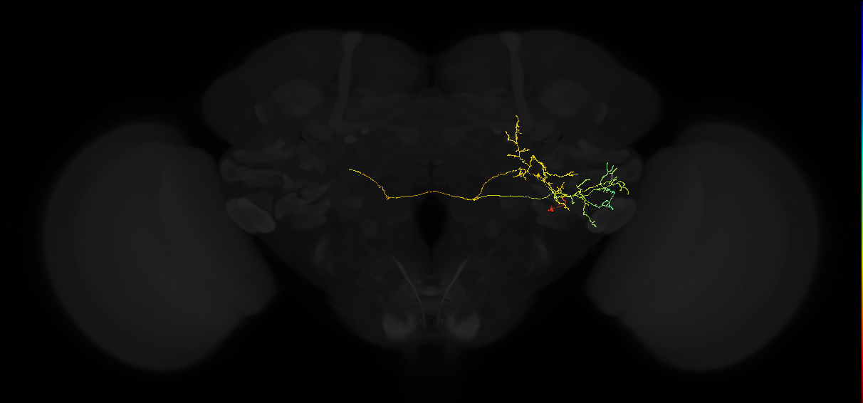adult posterior ventrolateral protocerebrum neuron 128