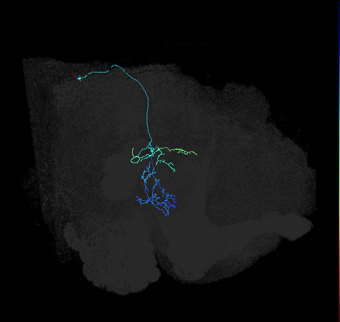 adult posterior ventrolateral protocerebrum neuron 129