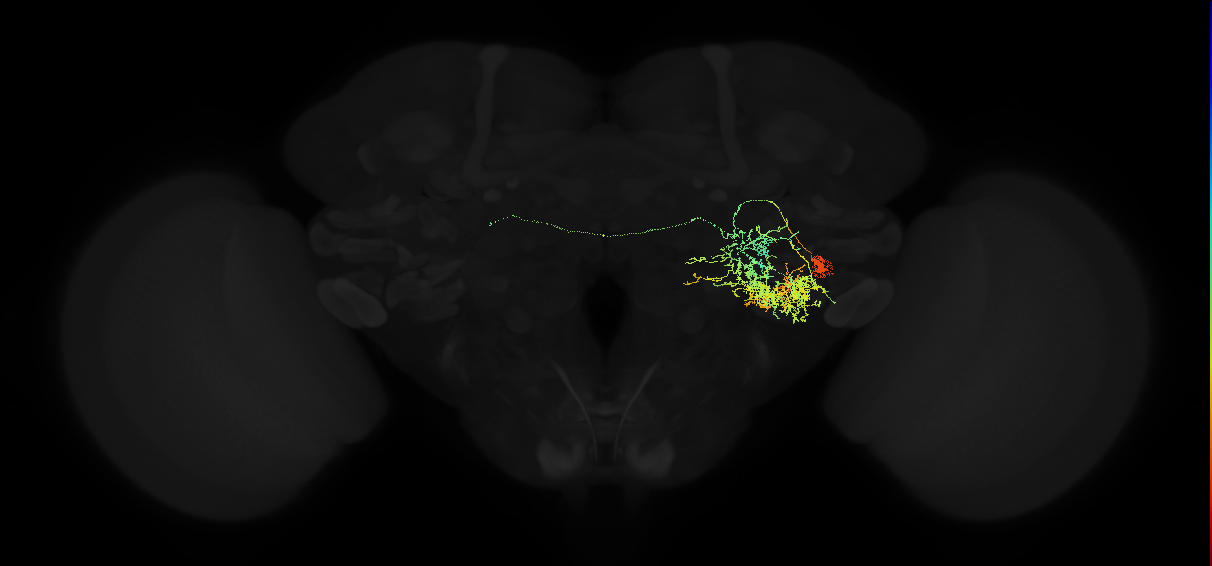 adult posterior ventrolateral protocerebrum neuron 130