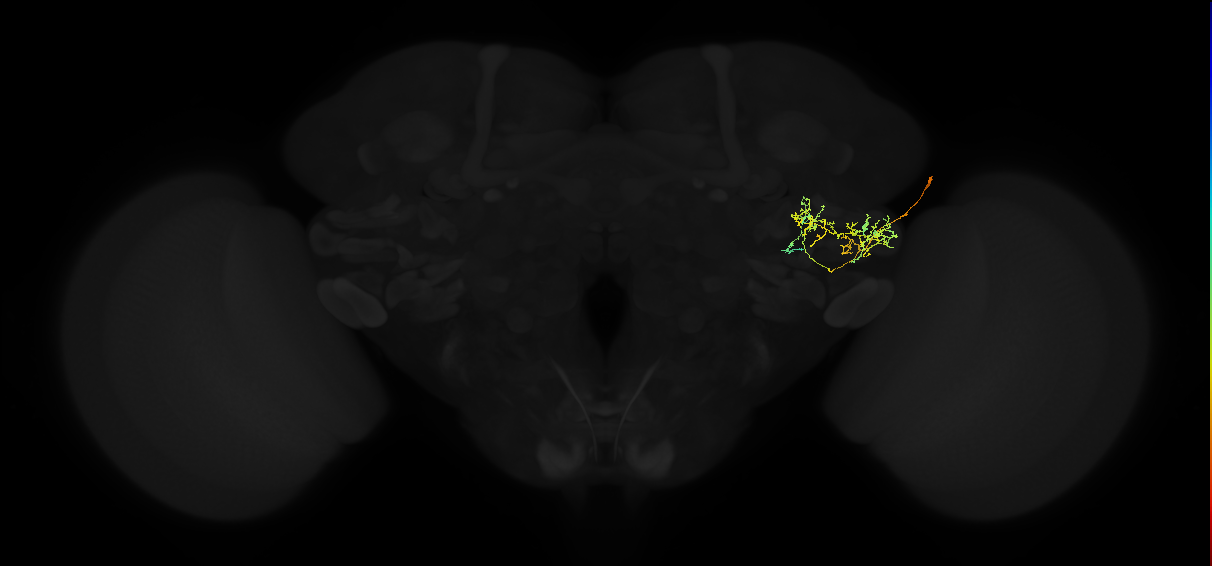 adult posterior ventrolateral protocerebrum neuron 133