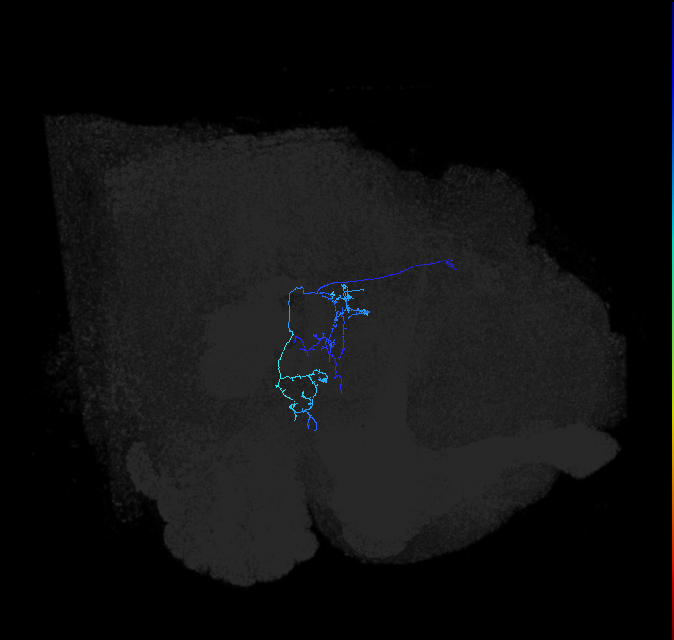 PVLP133_c_R (FlyEM-HB:1472675999)