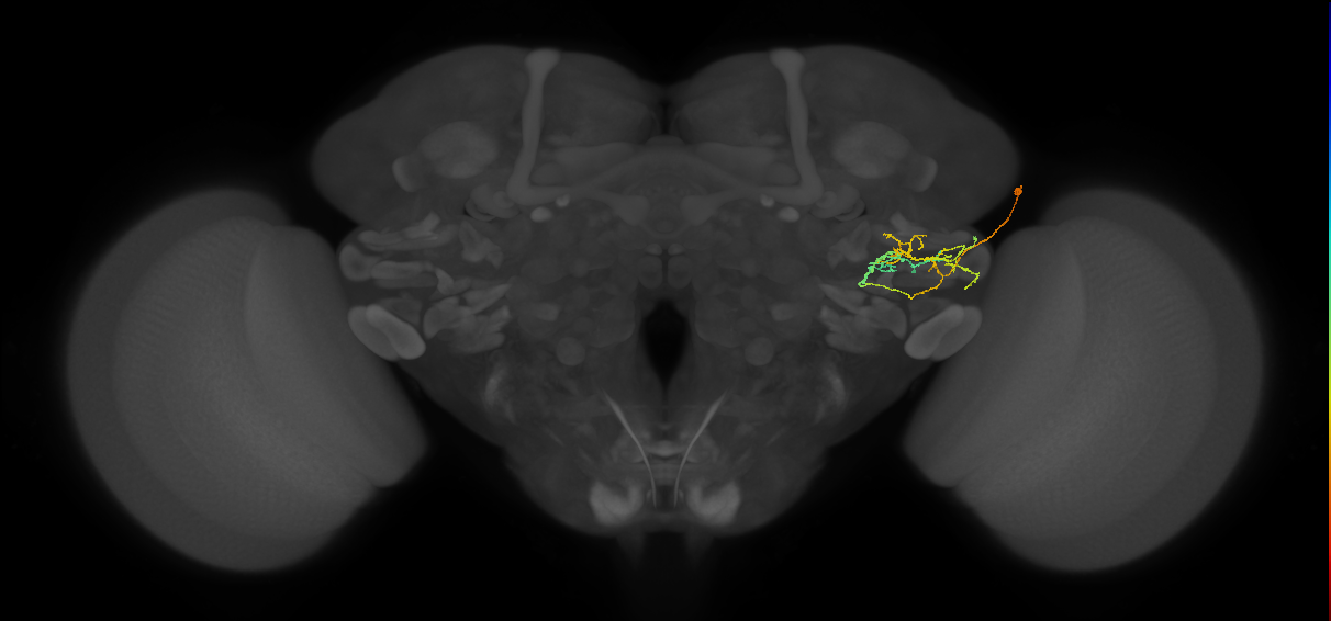 PVLP133_c_R (FlyEM-HB:1472675999)