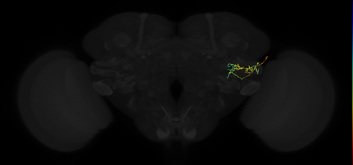 adult posterior ventrolateral protocerebrum neuron 133