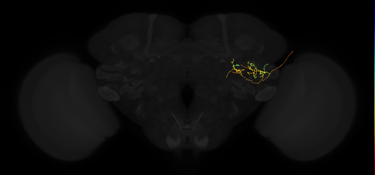 adult posterior ventrolateral protocerebrum neuron 134
