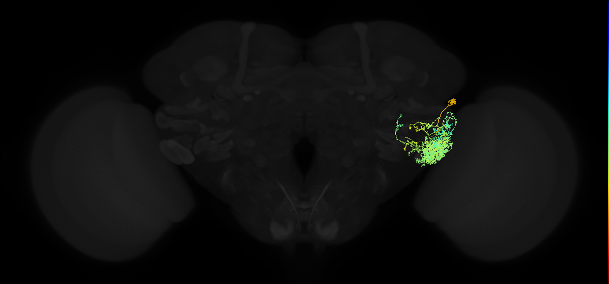 adult posterior ventrolateral protocerebrum neuron 135