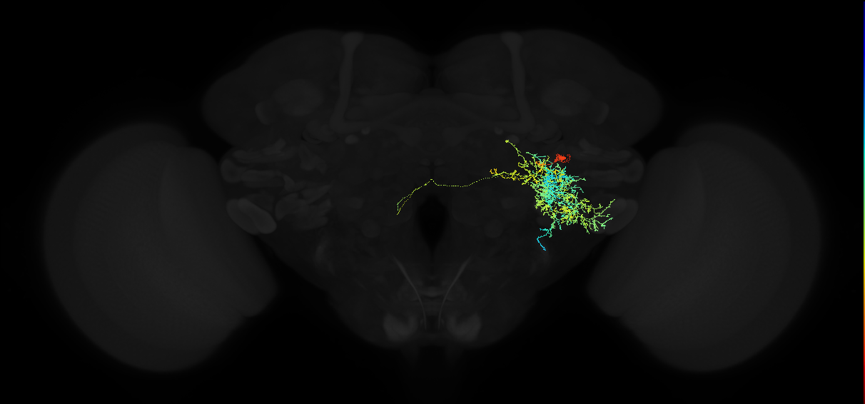 adult posterior ventrolateral protocerebrum neuron 137