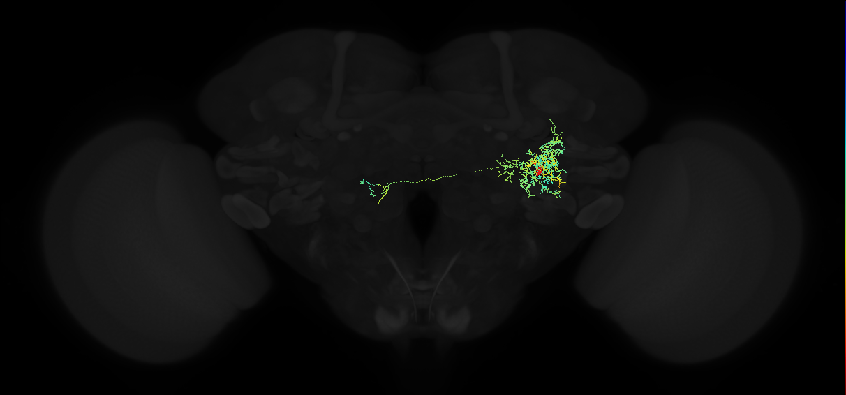 adult posterior ventrolateral protocerebrum neuron 138