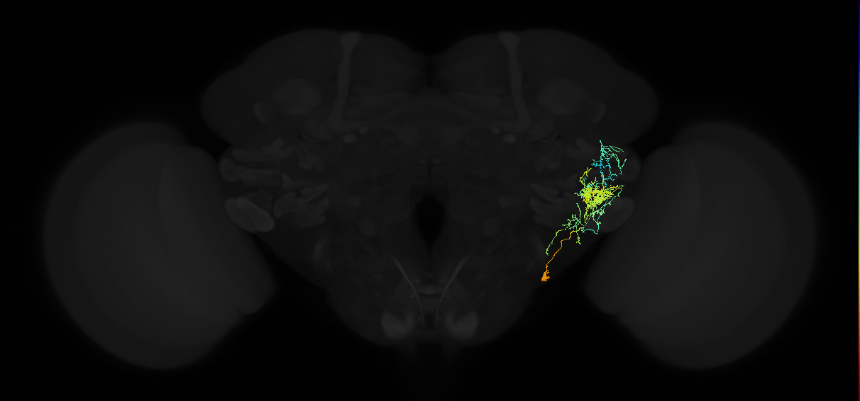 adult posterior ventrolateral protocerebrum neuron 139