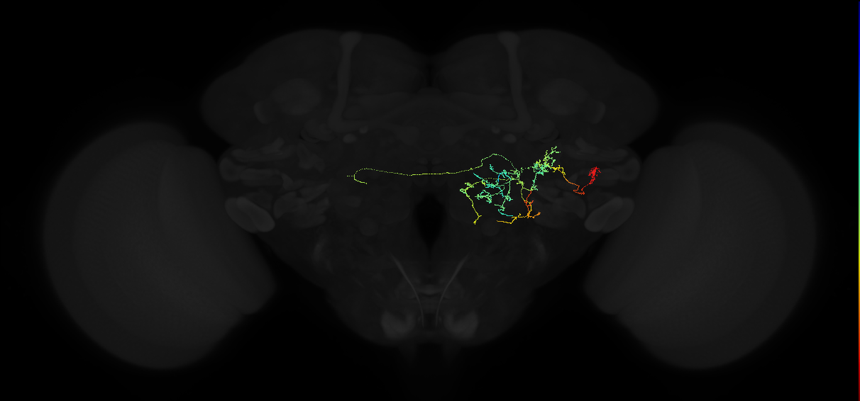 adult posterior ventrolateral protocerebrum neuron 140