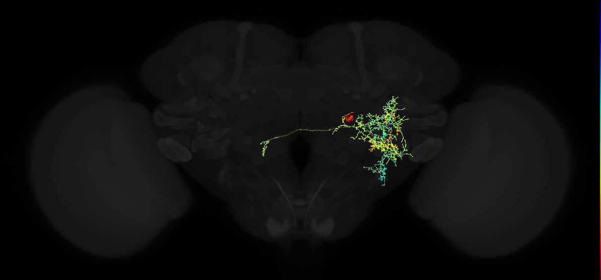 adult posterior ventrolateral protocerebrum neuron 141