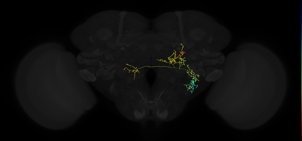 adult posterior ventrolateral protocerebrum neuron 142