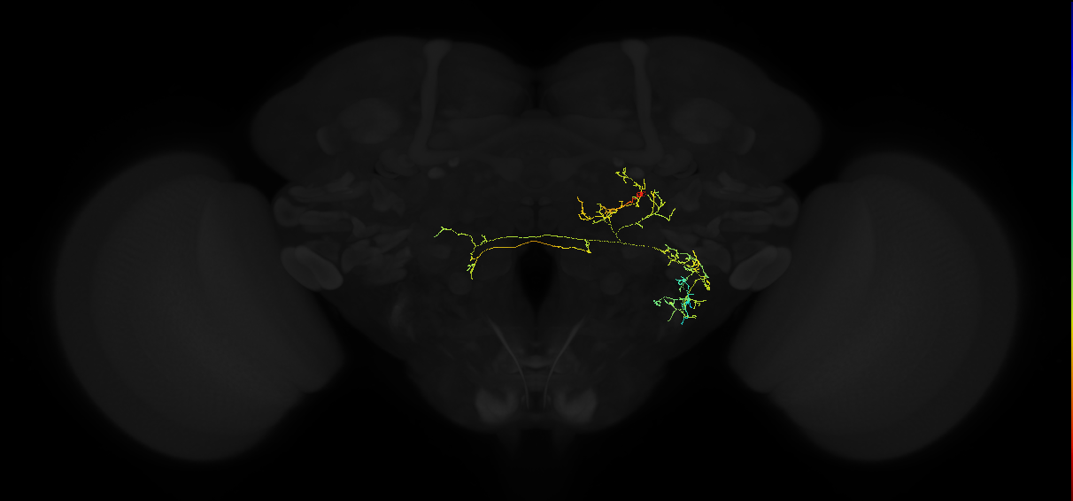 adult posterior ventrolateral protocerebrum neuron 142