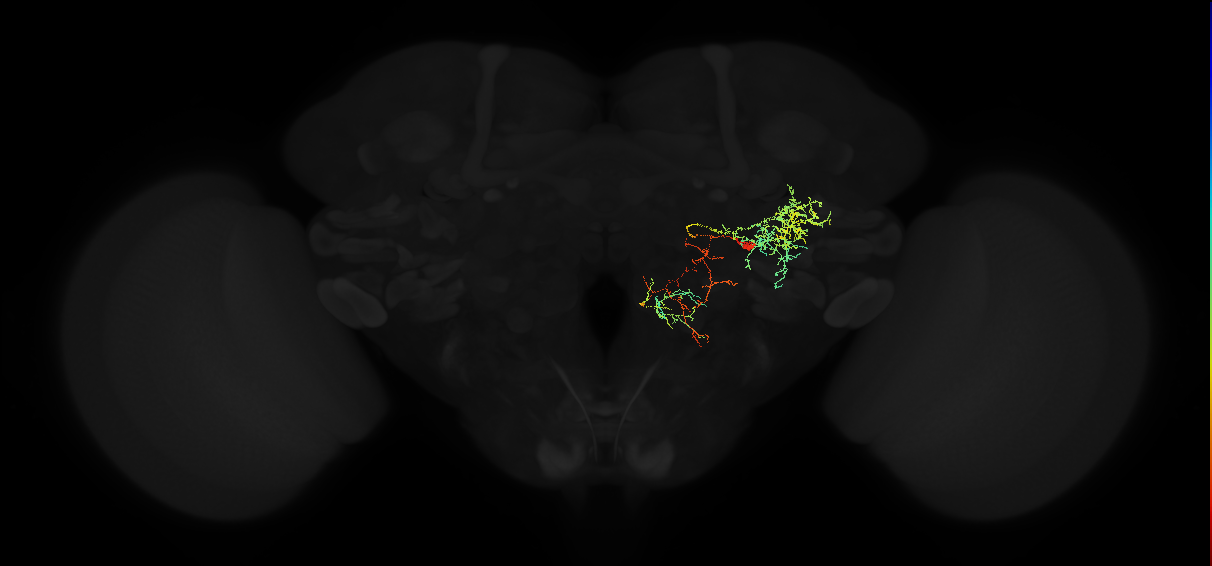 adult posterior ventrolateral protocerebrum neuron 143