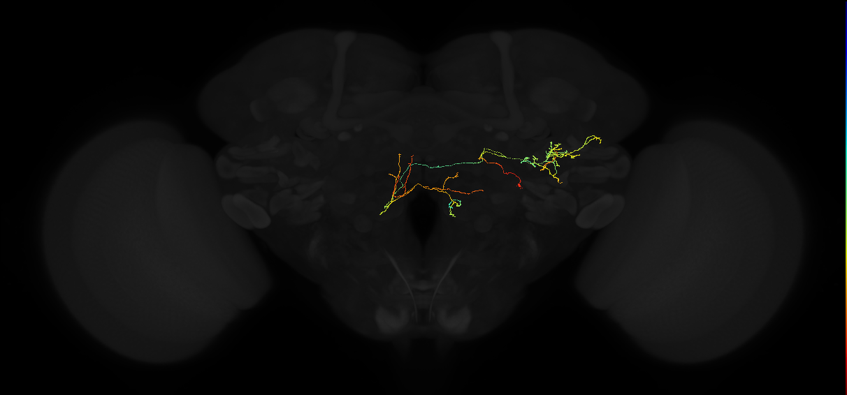 adult posterior ventrolateral protocerebrum neuron 144