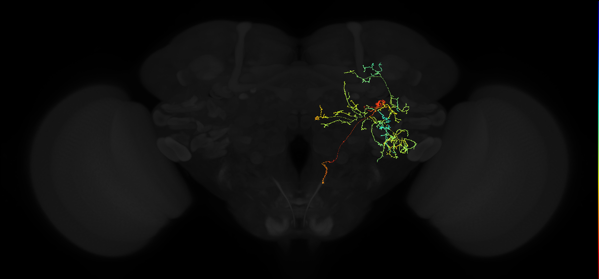 adult posterior ventrolateral protocerebrum neuron 145