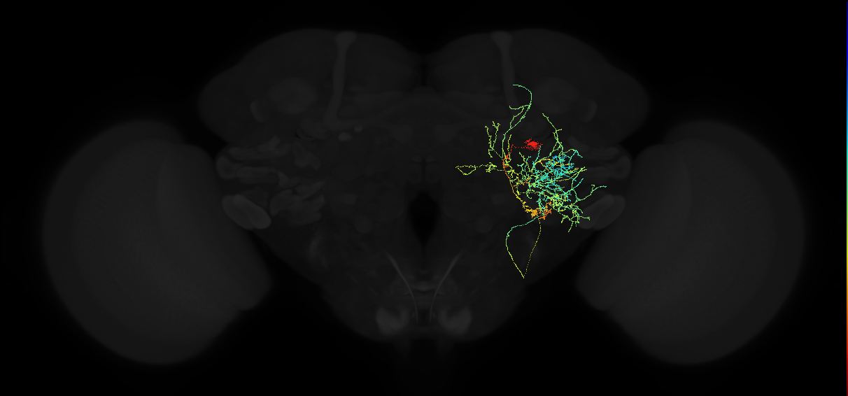 adult posterior ventrolateral protocerebrum neuron 146