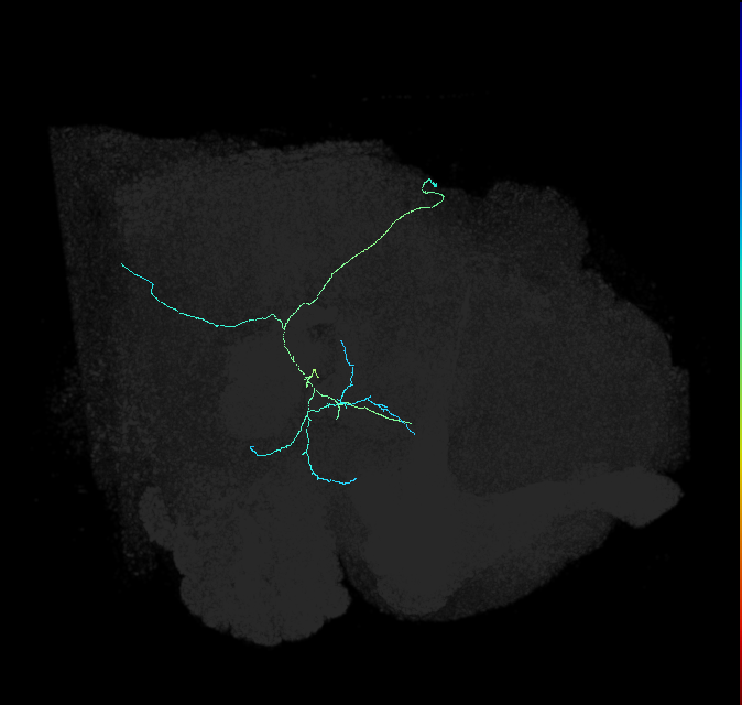 adult posterior ventrolateral protocerebrum neuron 147