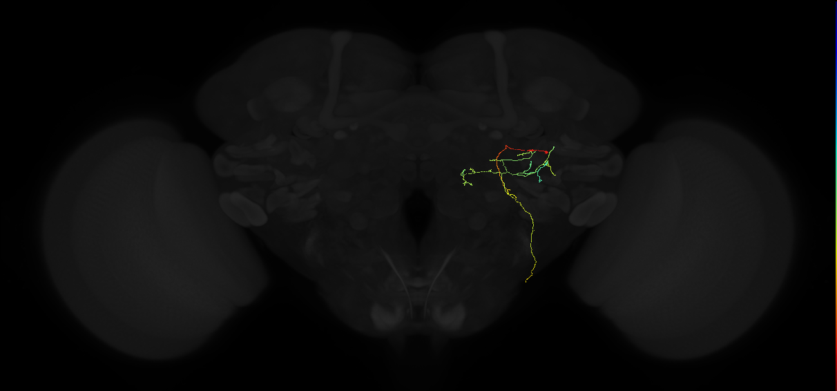 adult posterior ventrolateral protocerebrum neuron 147