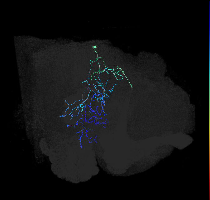 adult posterior ventrolateral protocerebrum neuron 148