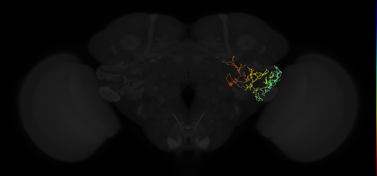 adult posterior ventrolateral protocerebrum neuron 148