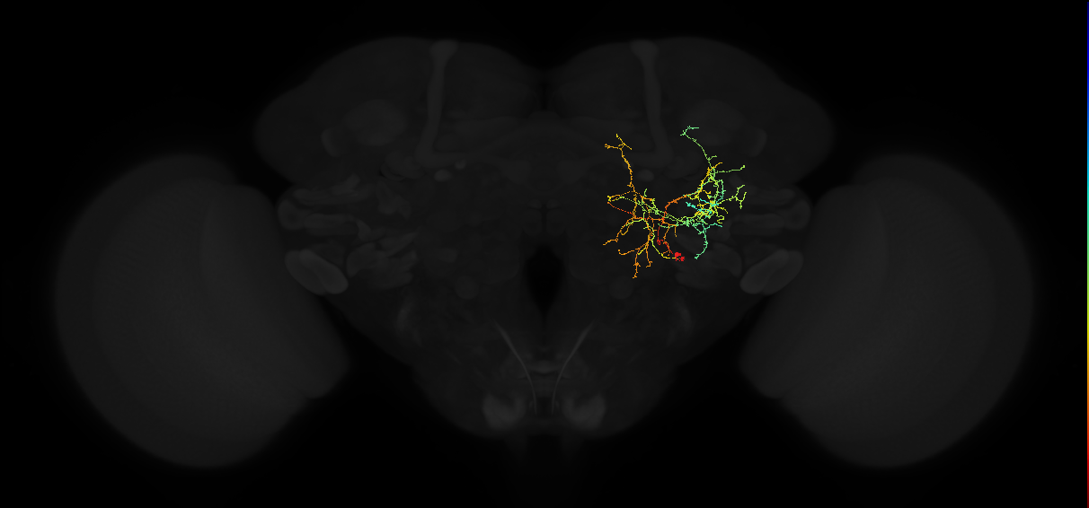 adult posterior ventrolateral protocerebrum neuron 149