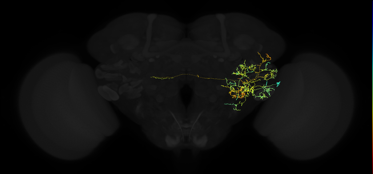 adult posterior ventrolateral protocerebrum neuron 151
