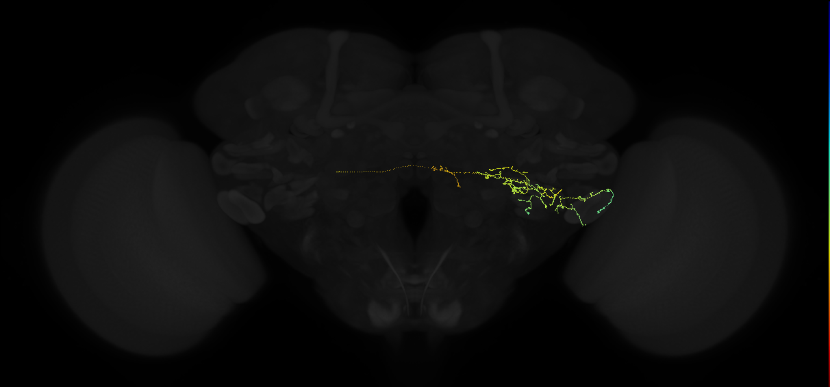 adult posterior ventrolateral protocerebrum neuron 151