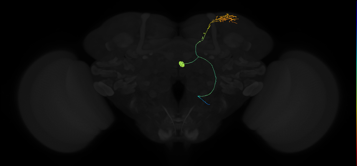 adult ipsilateral superior lateral protocerebrum-asymmetrical body neuron