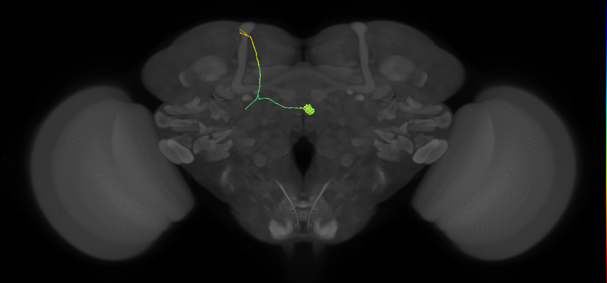 SA2_a_cont_L (FlyEM-HB:1536986537)