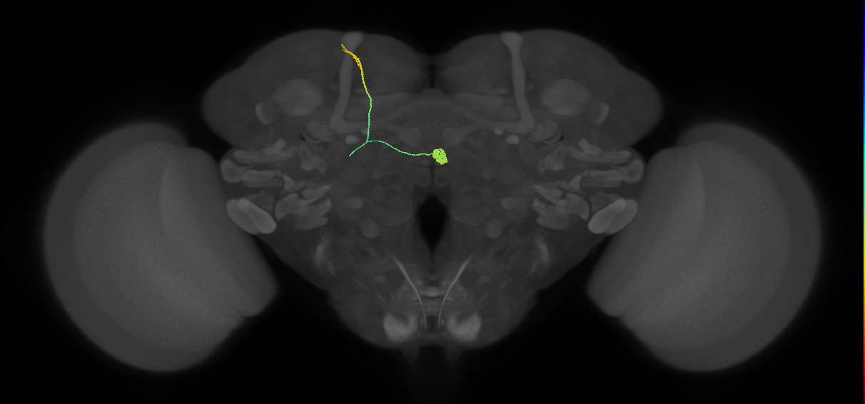 SA2_a_cont_L (FlyEM-HB:1536991376)