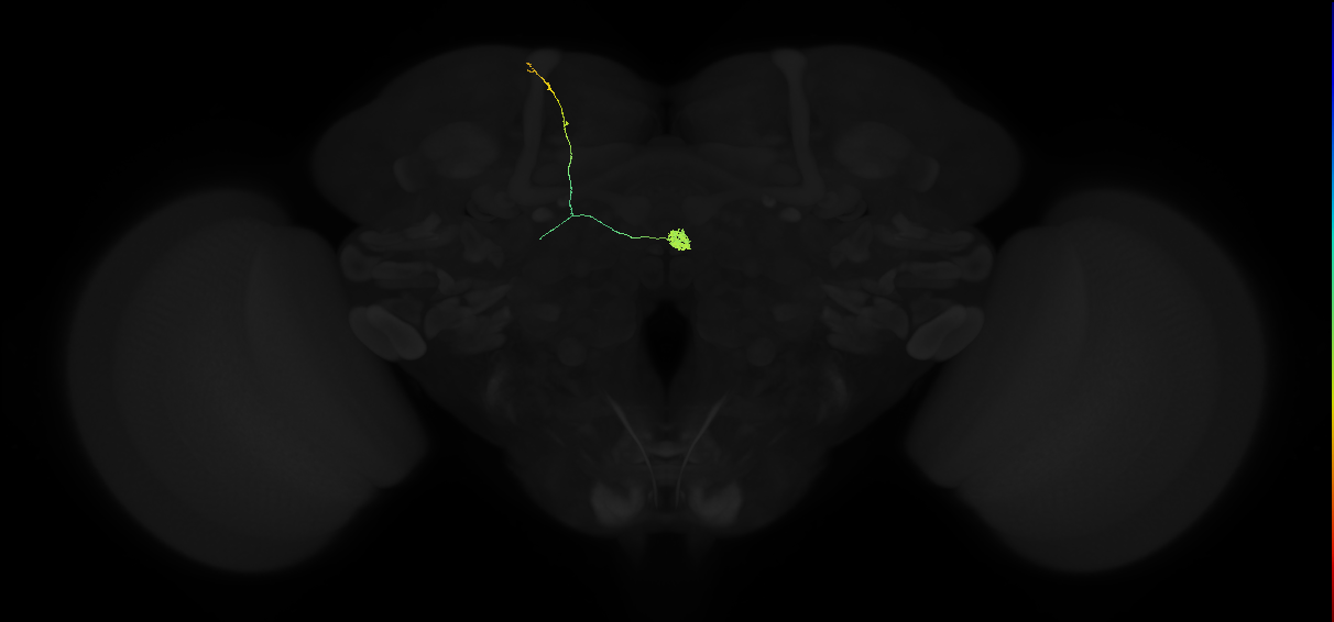 adult contralateral superior lateral protocerebrum-asymmetrical body neuron