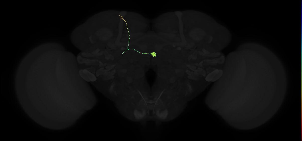 adult contralateral superior lateral protocerebrum-asymmetrical body neuron