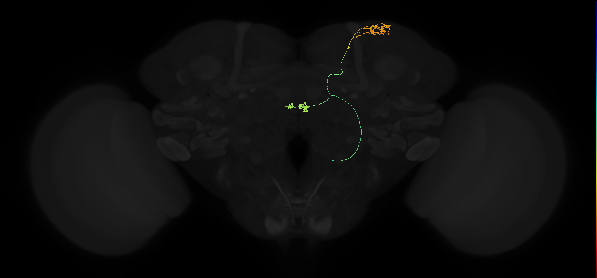 adult bilateral superior lateral protocerebrum-asymmetrical body neuron