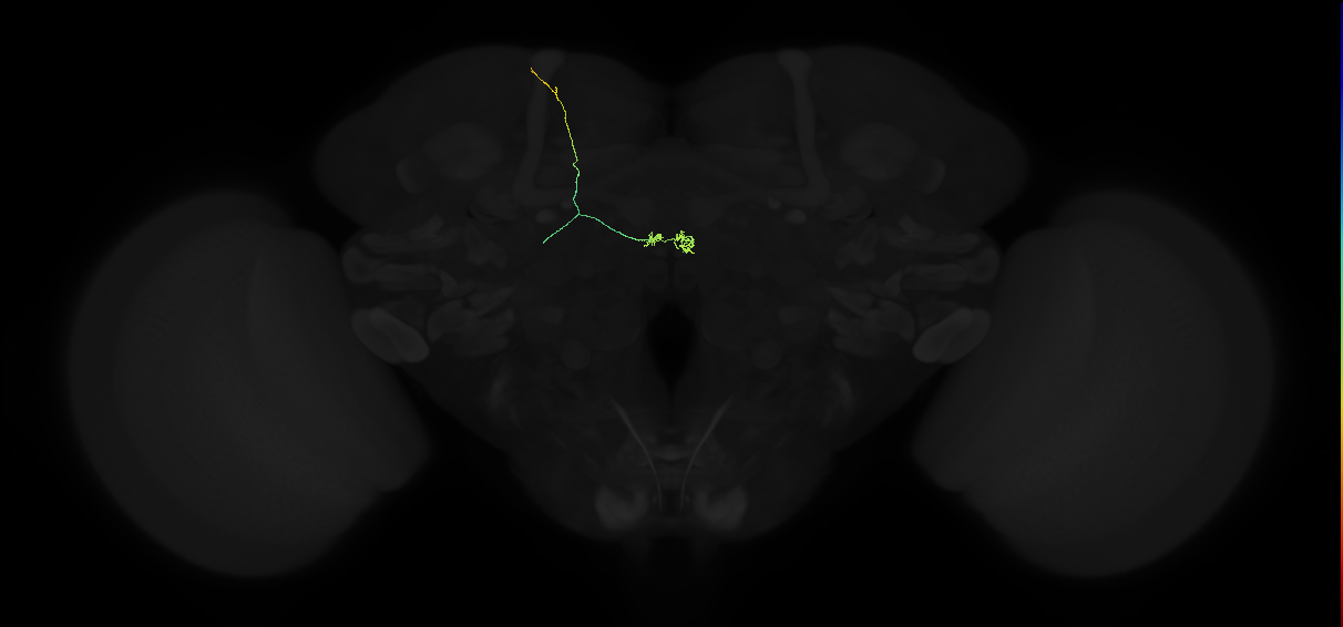adult superior lateral protocerebrum-asymmetrical body neuron